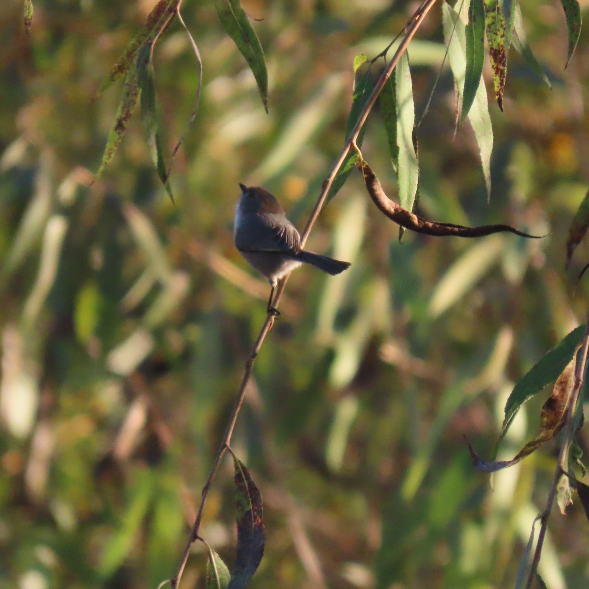 Bushtit - ML646487128