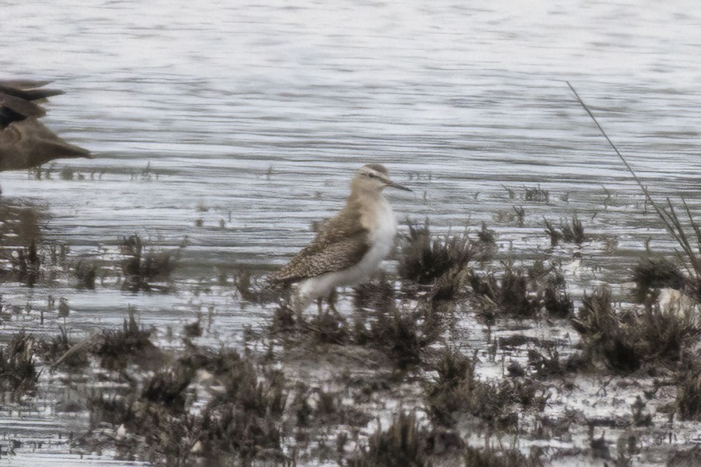Wood Sandpiper - ML646487129