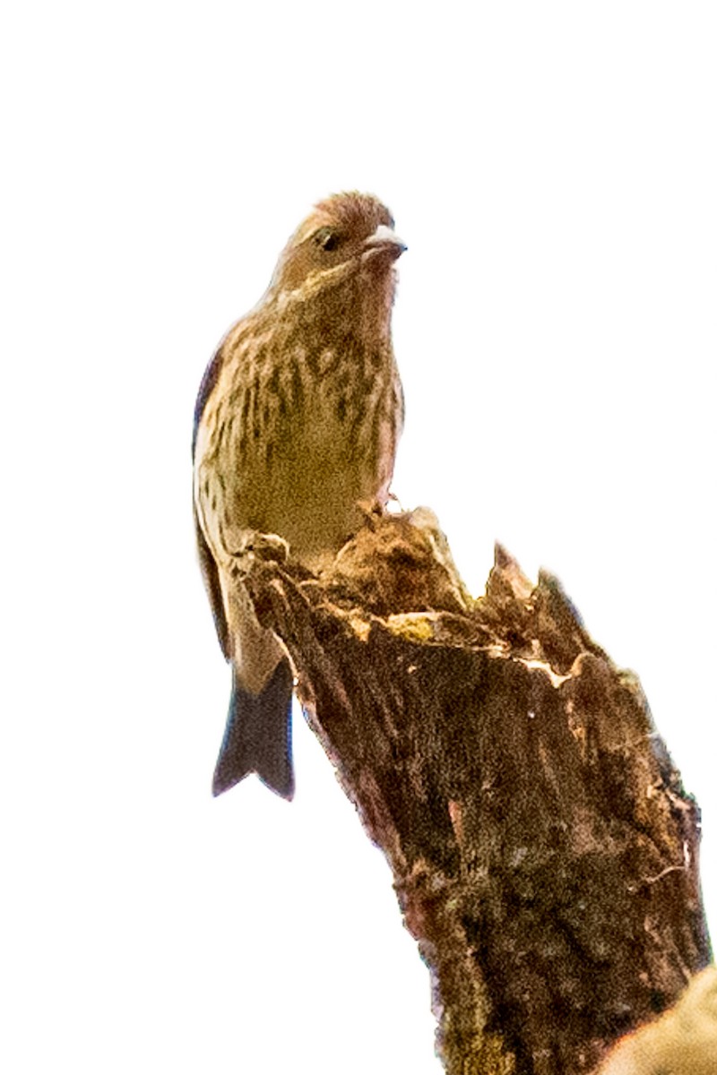 Camachuelo Purpúreo - ML646487131