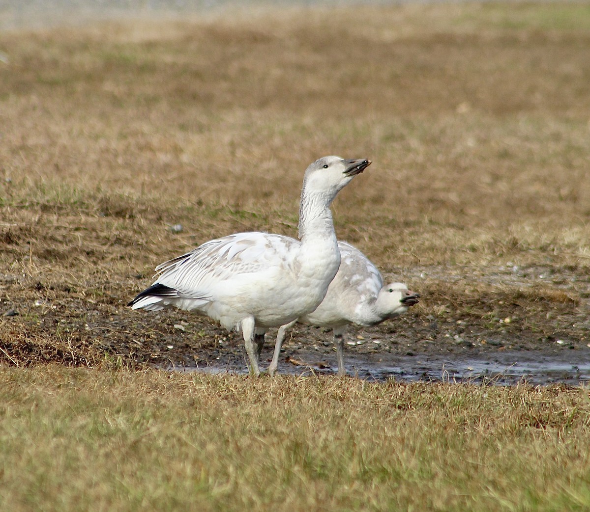 Snow Goose - ML646487132