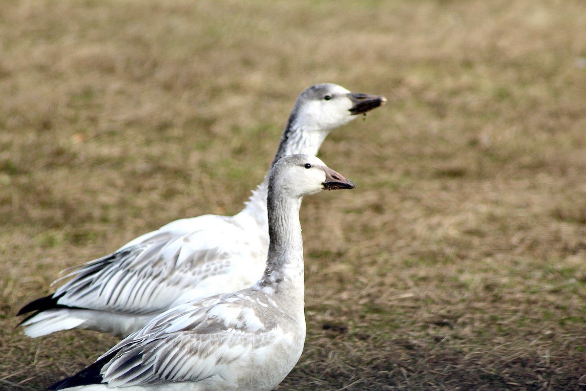 Snow Goose - ML646487133