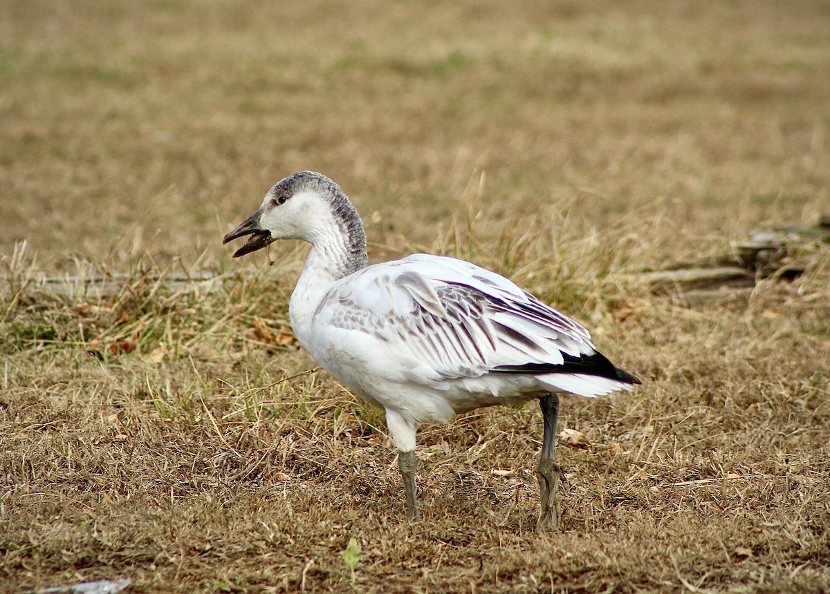 Snow Goose - ML646487134