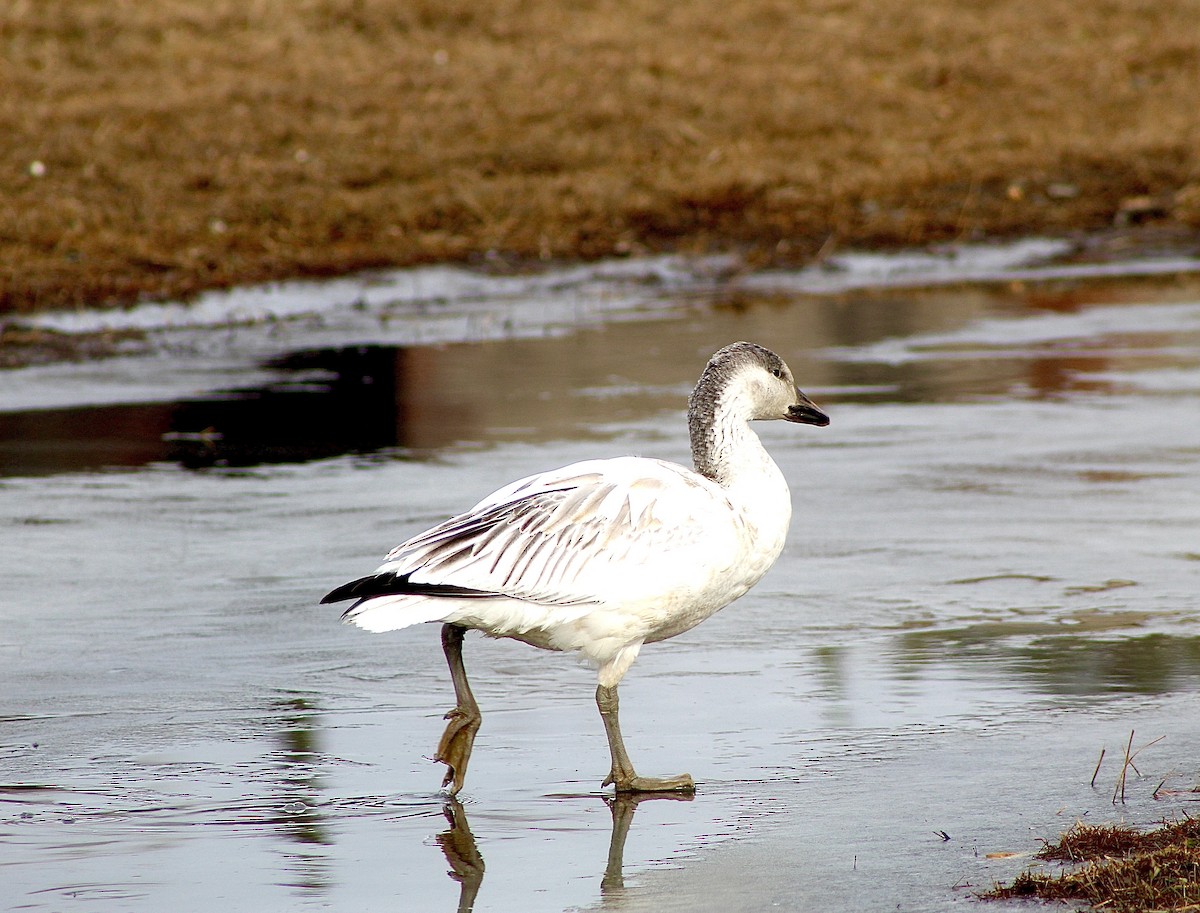 Snow Goose - ML646487135