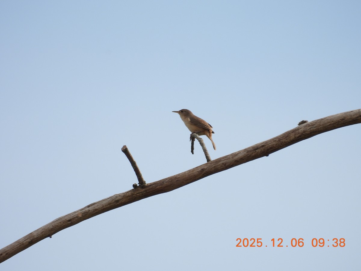 Southern House Wren - ML646487136