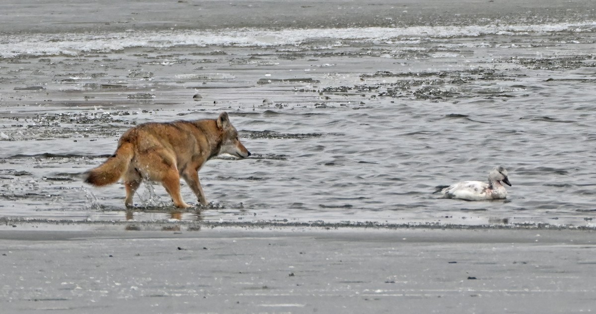 Snow Goose - ML646487148