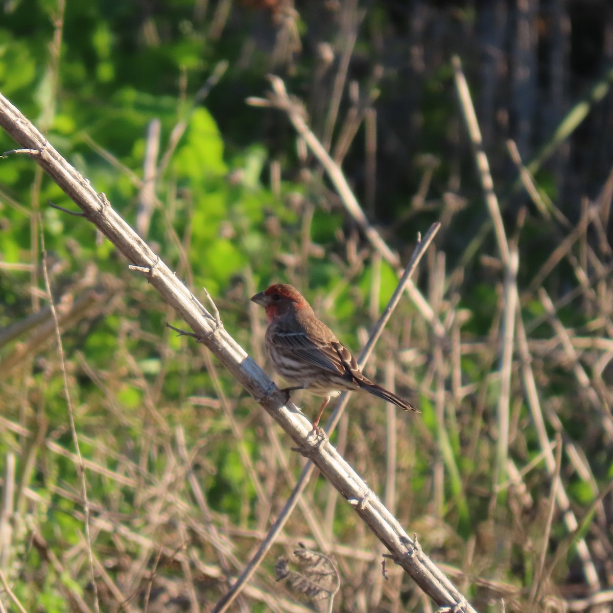 House Finch - ML646487158