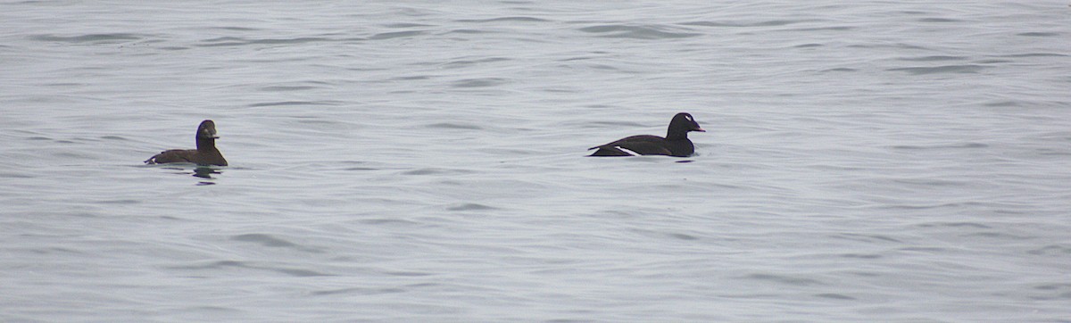 Ak Kanatlı Kadife Ördek - ML646487163