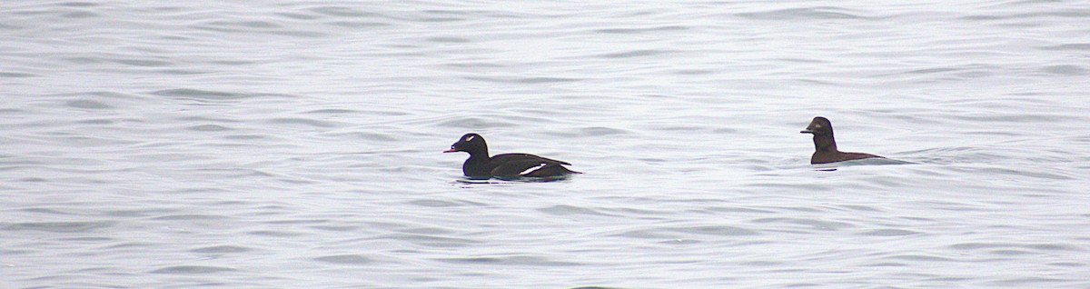 Ak Kanatlı Kadife Ördek - ML646487164