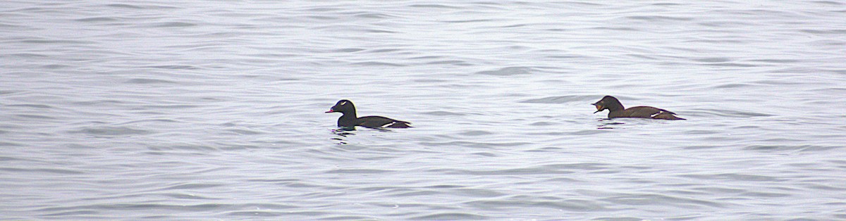 Ak Kanatlı Kadife Ördek - ML646487165