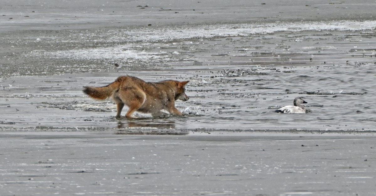 Snow Goose - ML646487166