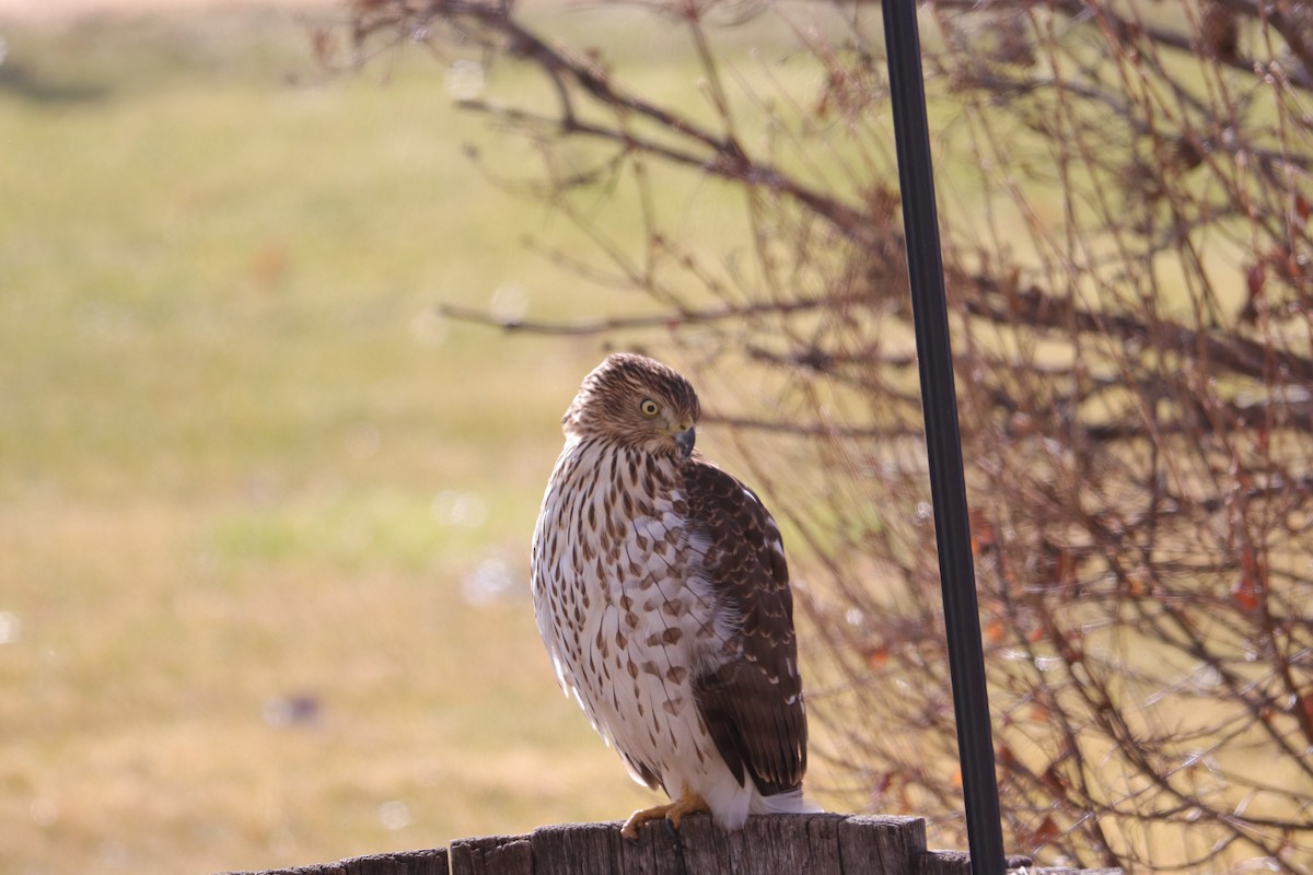 jestřáb americký - ML646487169