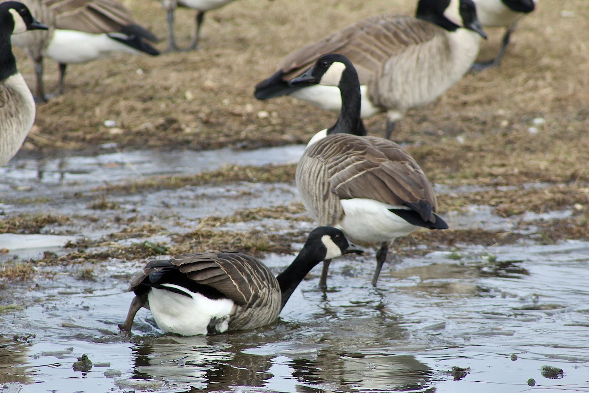 Canada Goose - ML646487171