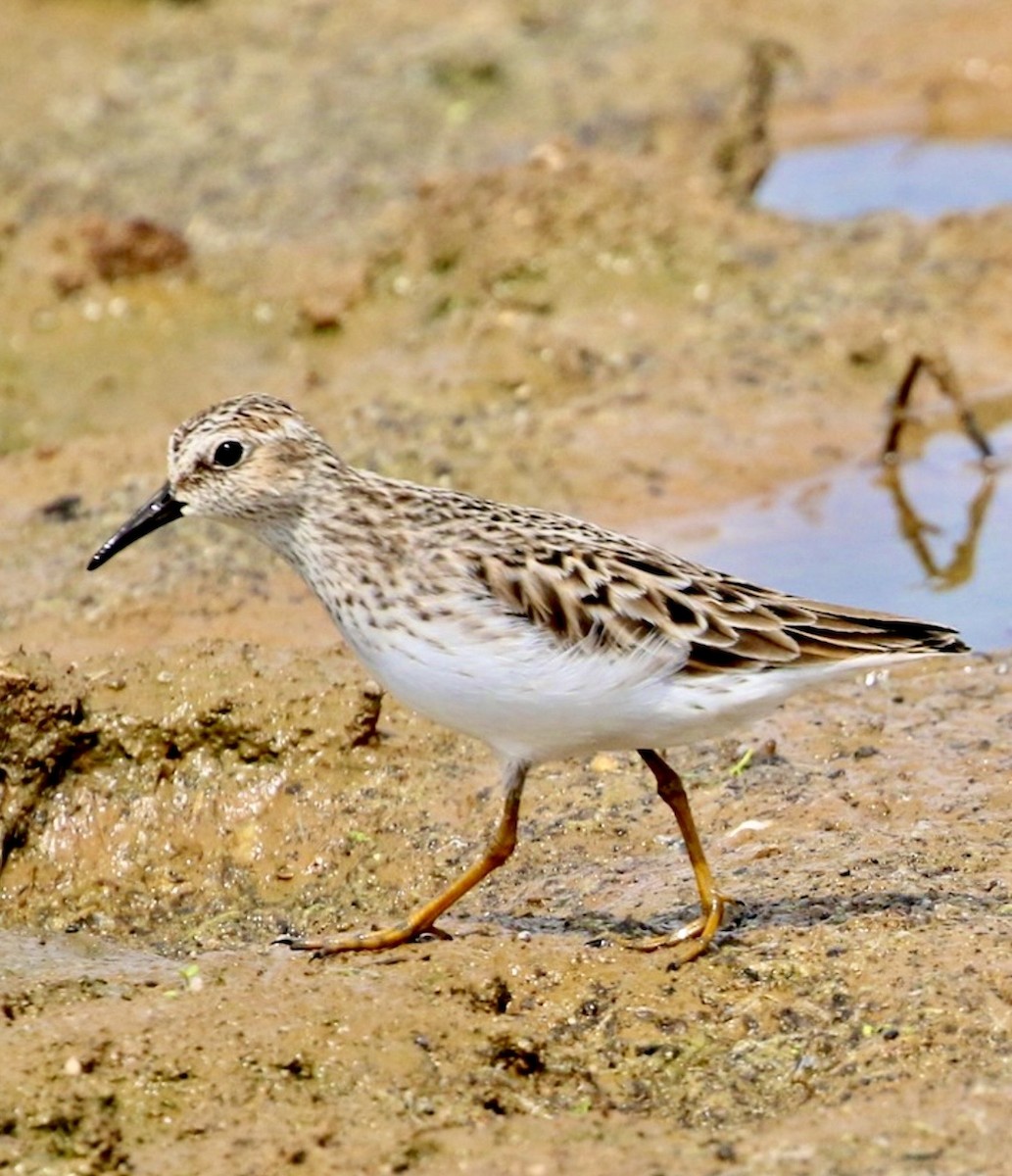 Wiesenstrandläufer - ML646487173