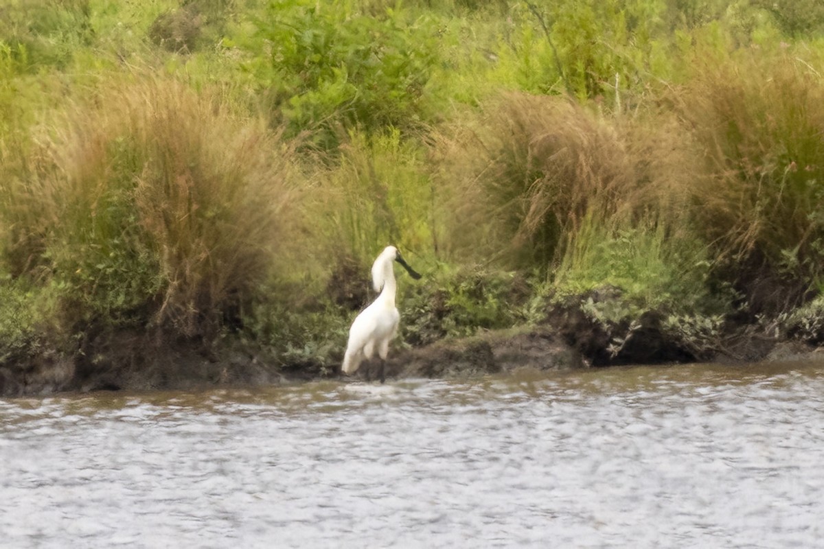 Royal Spoonbill - ML646487175