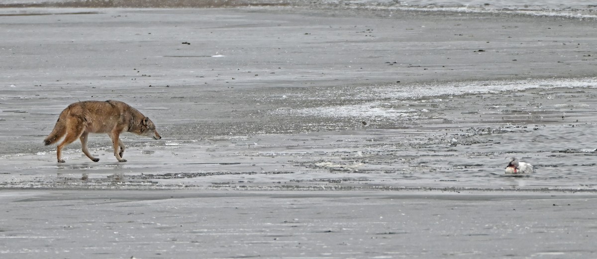 Snow Goose - ML646487176