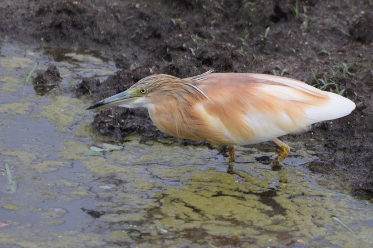 Rallenreiher - ML646487178