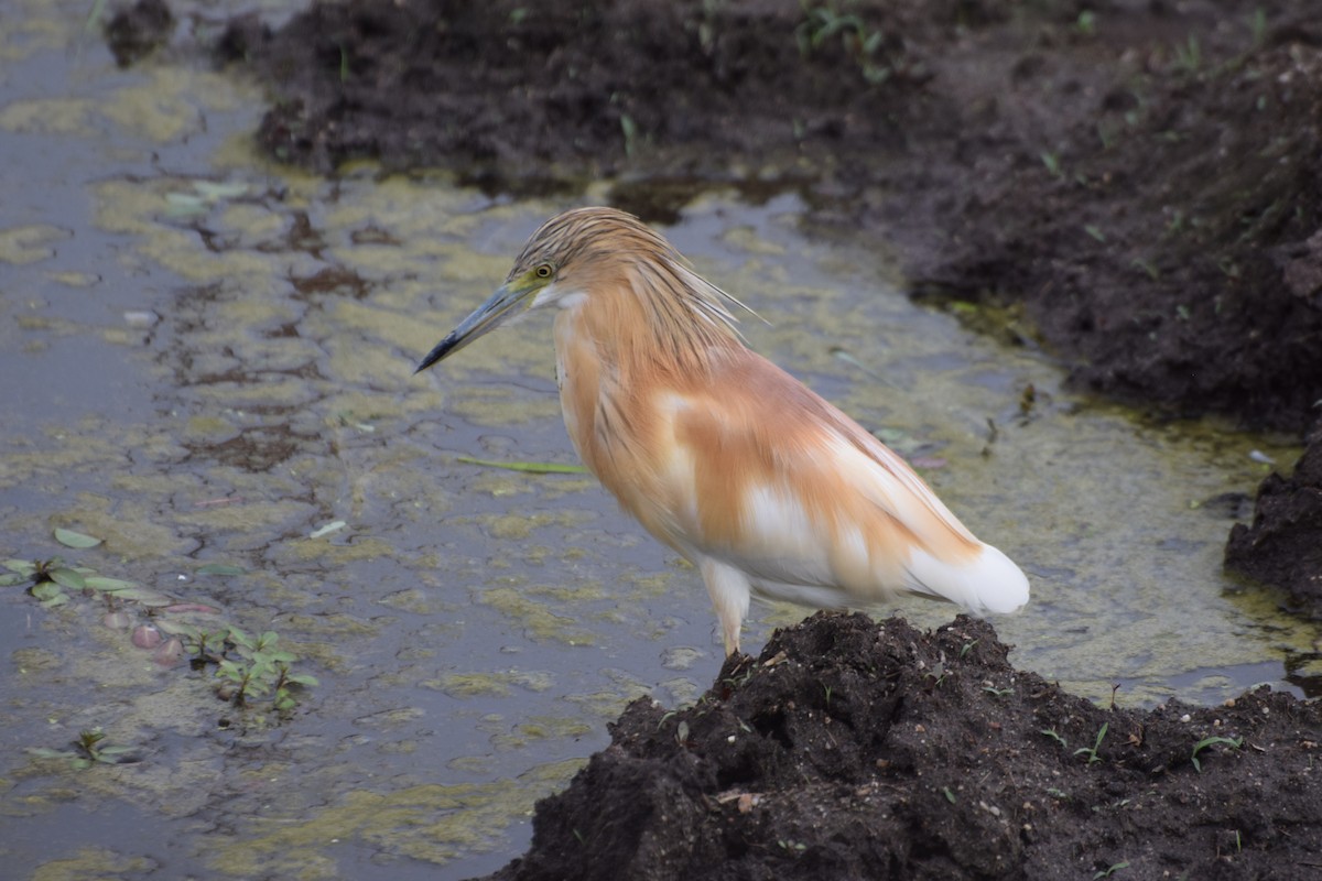 Rallenreiher - ML646487179