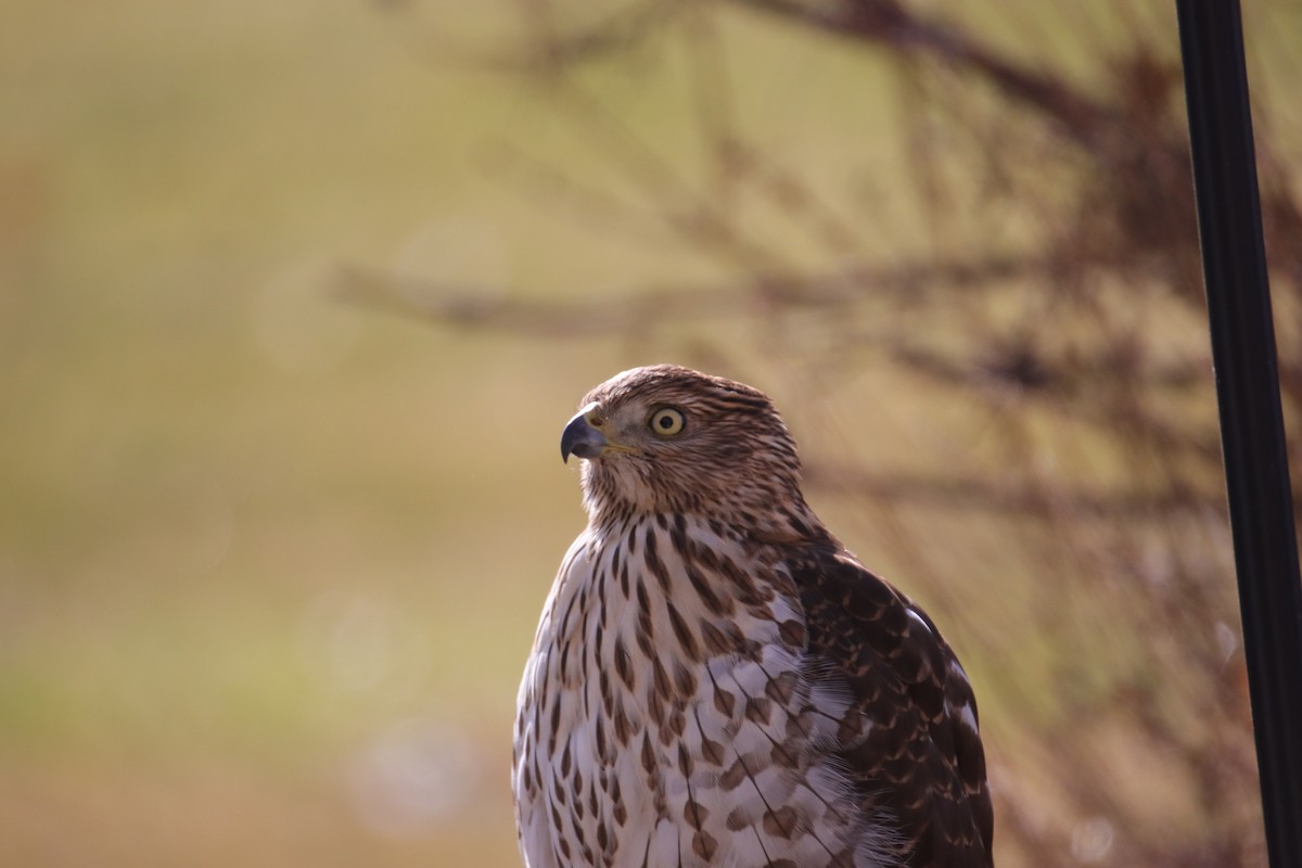 jestřáb americký - ML646487181