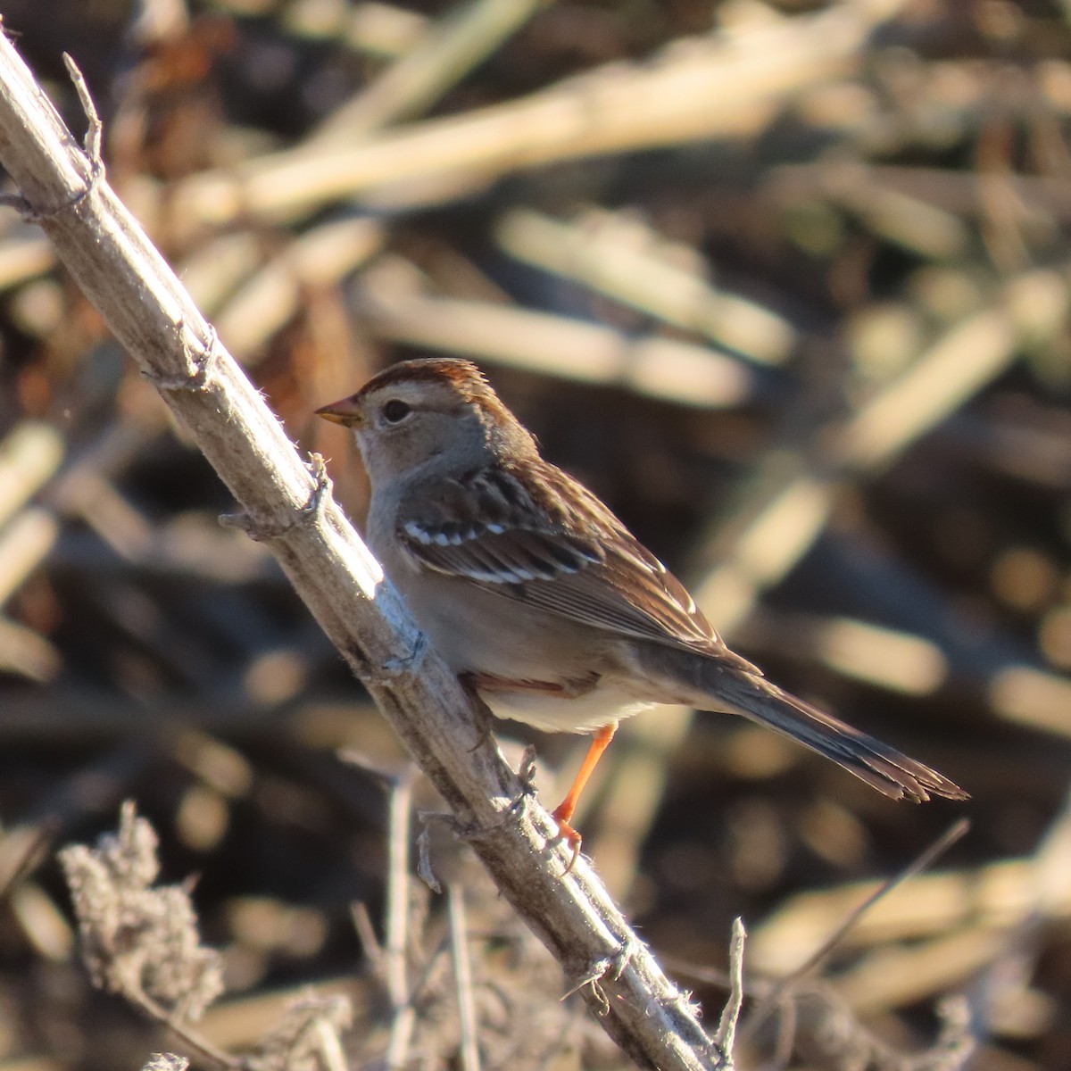 White-crowned Sparrow - ML646487185