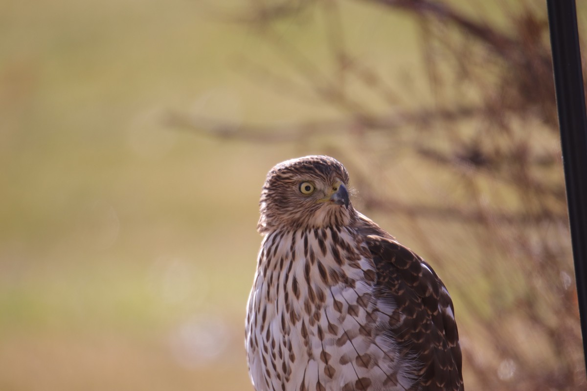 jestřáb americký - ML646487191