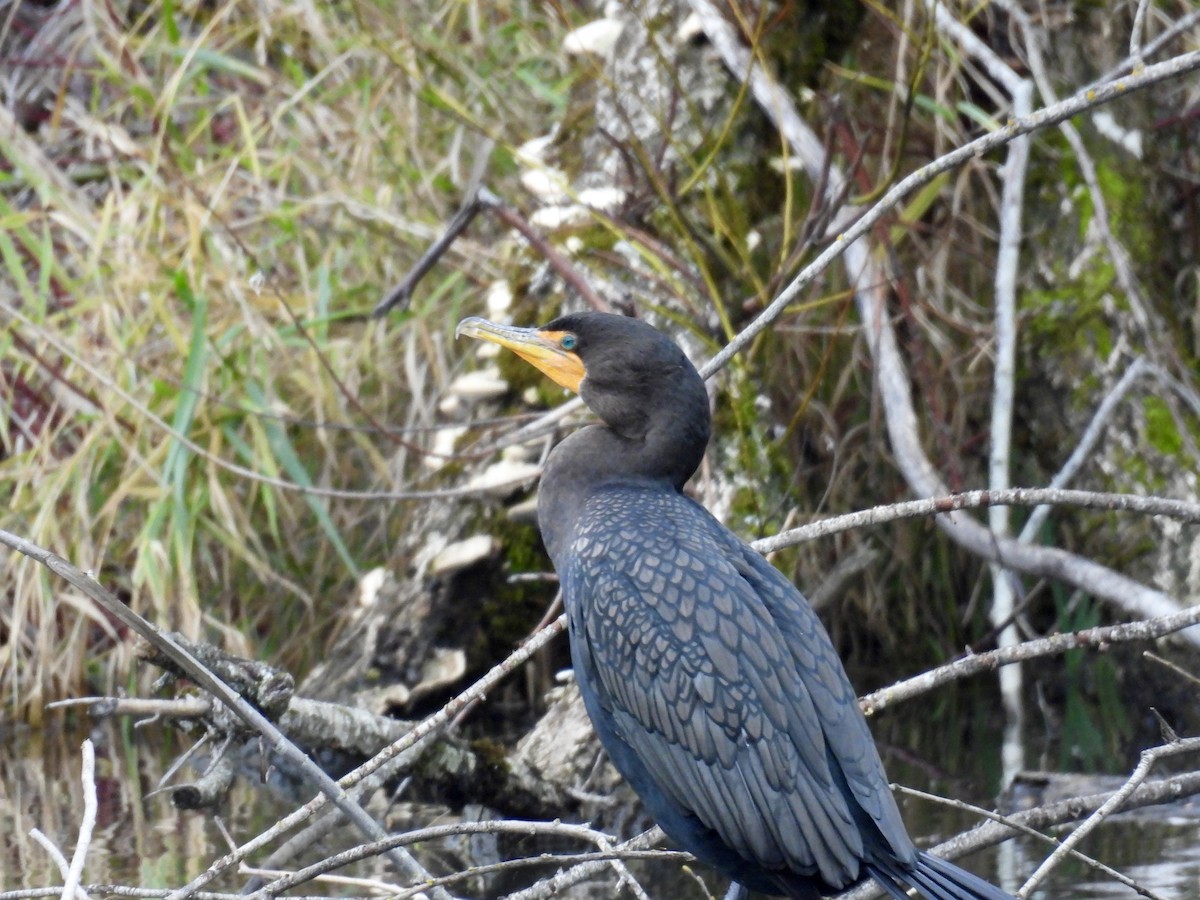 Double-crested Cormorant - ML646487198