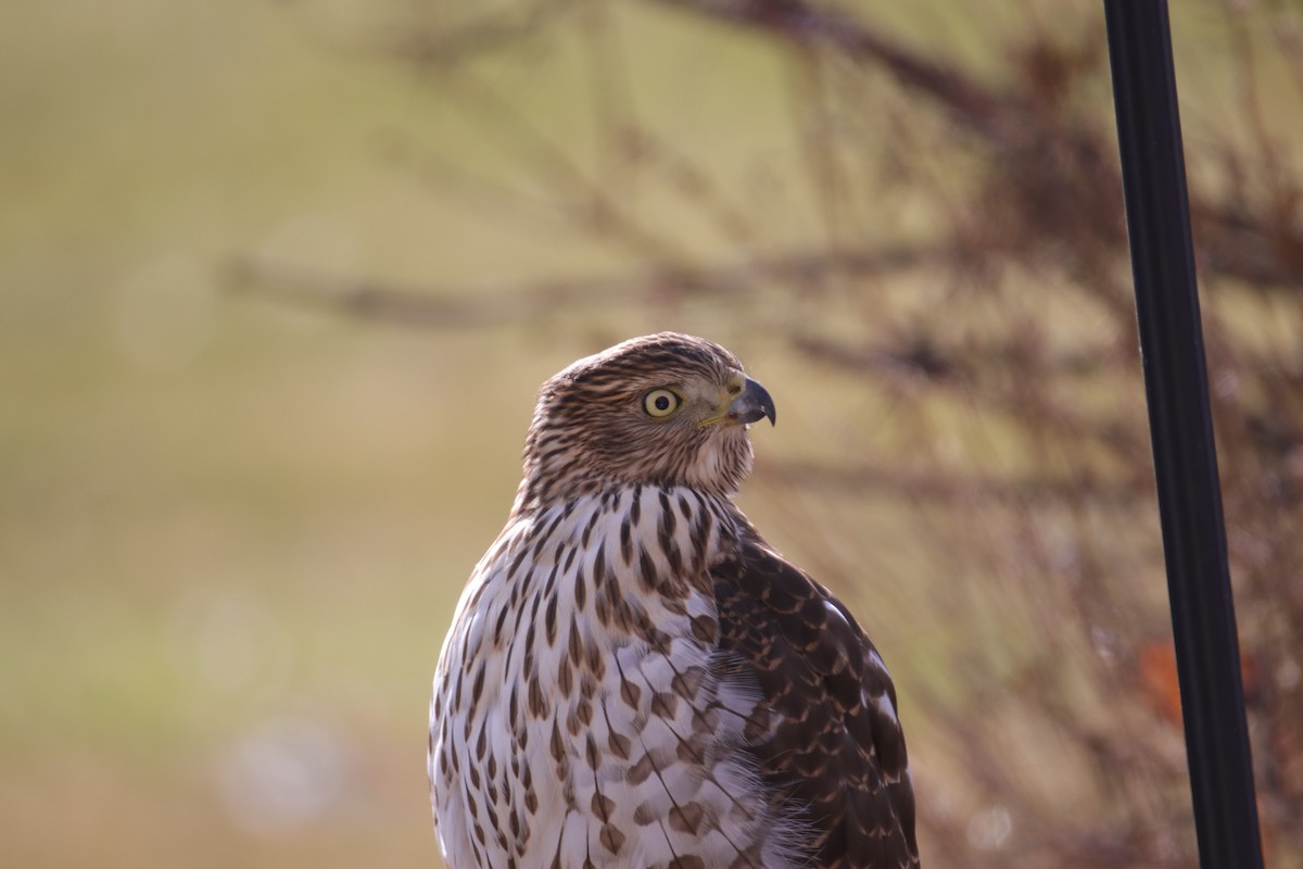 jestřáb americký - ML646487200