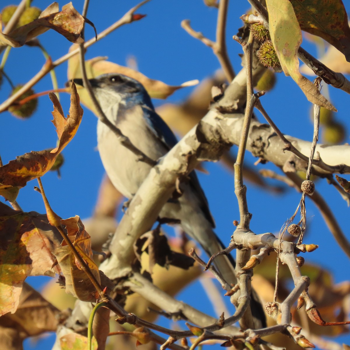 California Scrub-Jay - ML646487201
