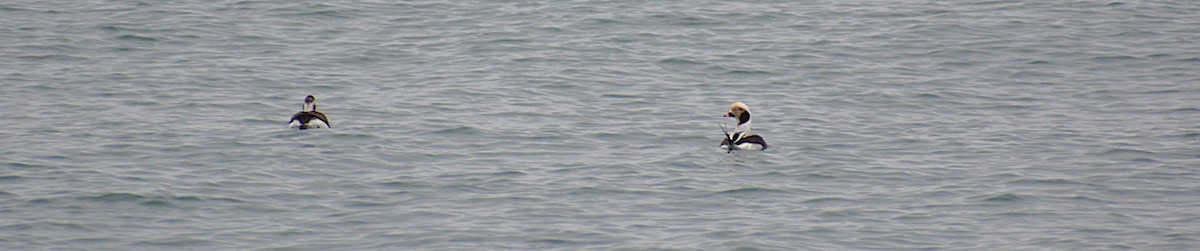 Telkuyruk - ML646487202