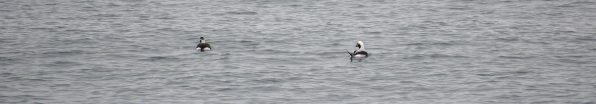 Telkuyruk - ML646487203