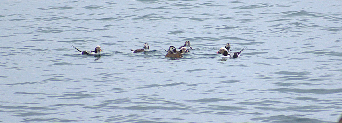 Telkuyruk - ML646487204