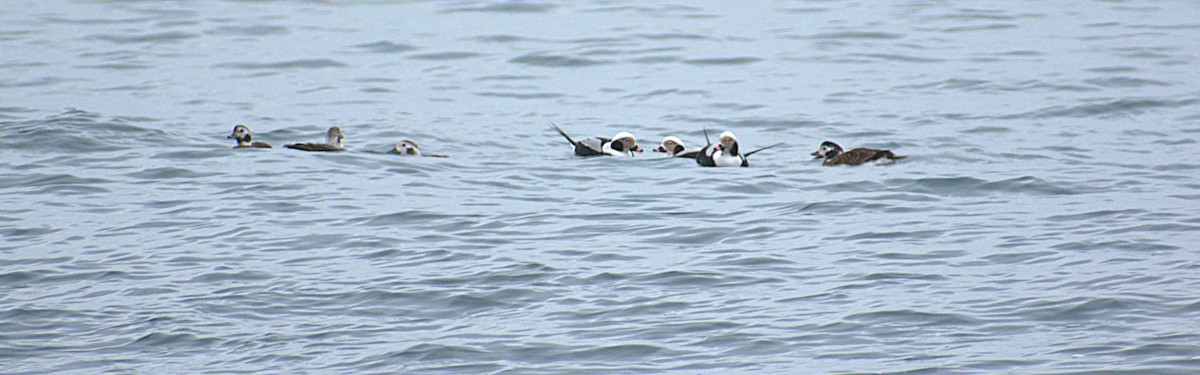 Telkuyruk - ML646487205