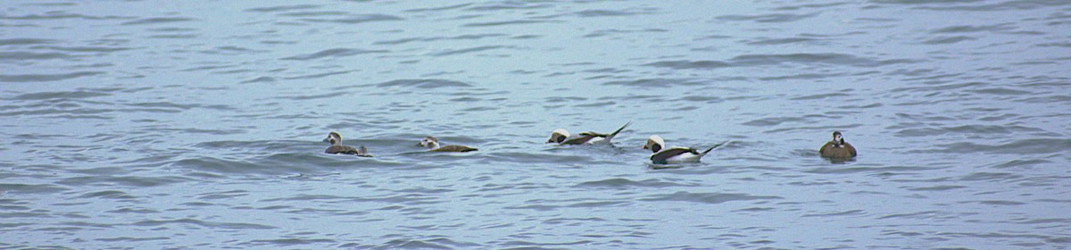 Telkuyruk - ML646487207