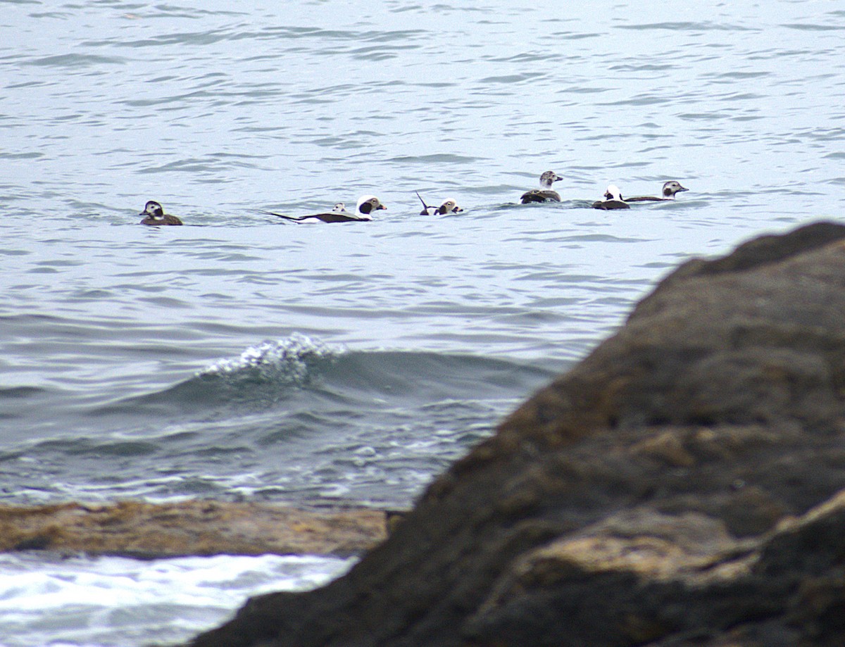 Telkuyruk - ML646487208