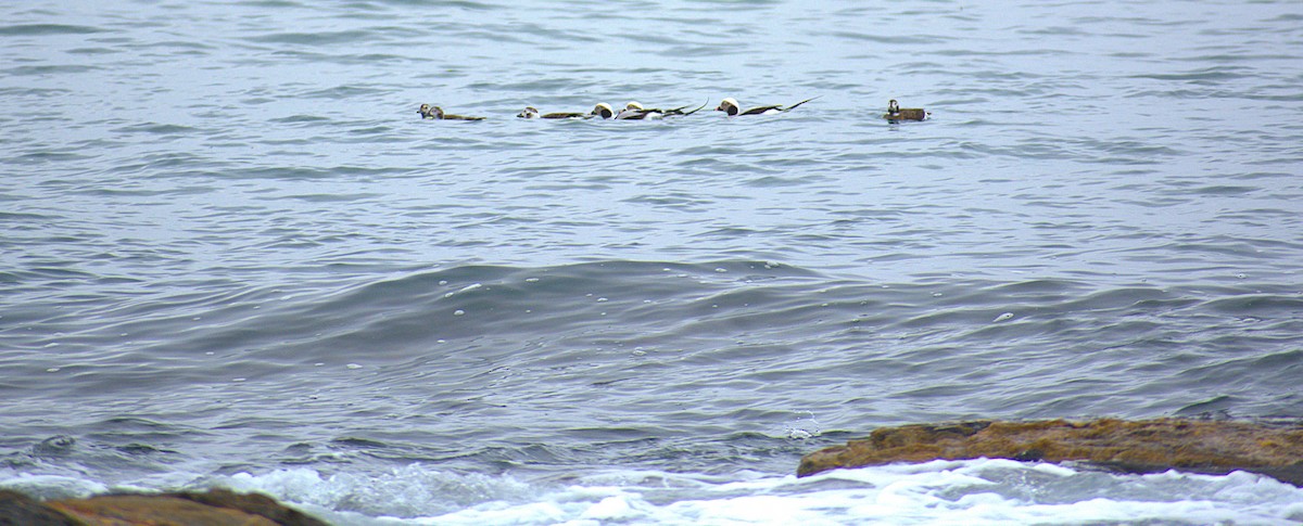 Telkuyruk - ML646487209