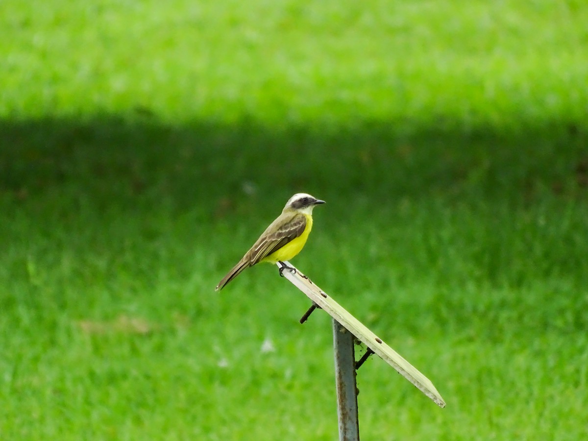 Красношапочный бентеви - ML646487215