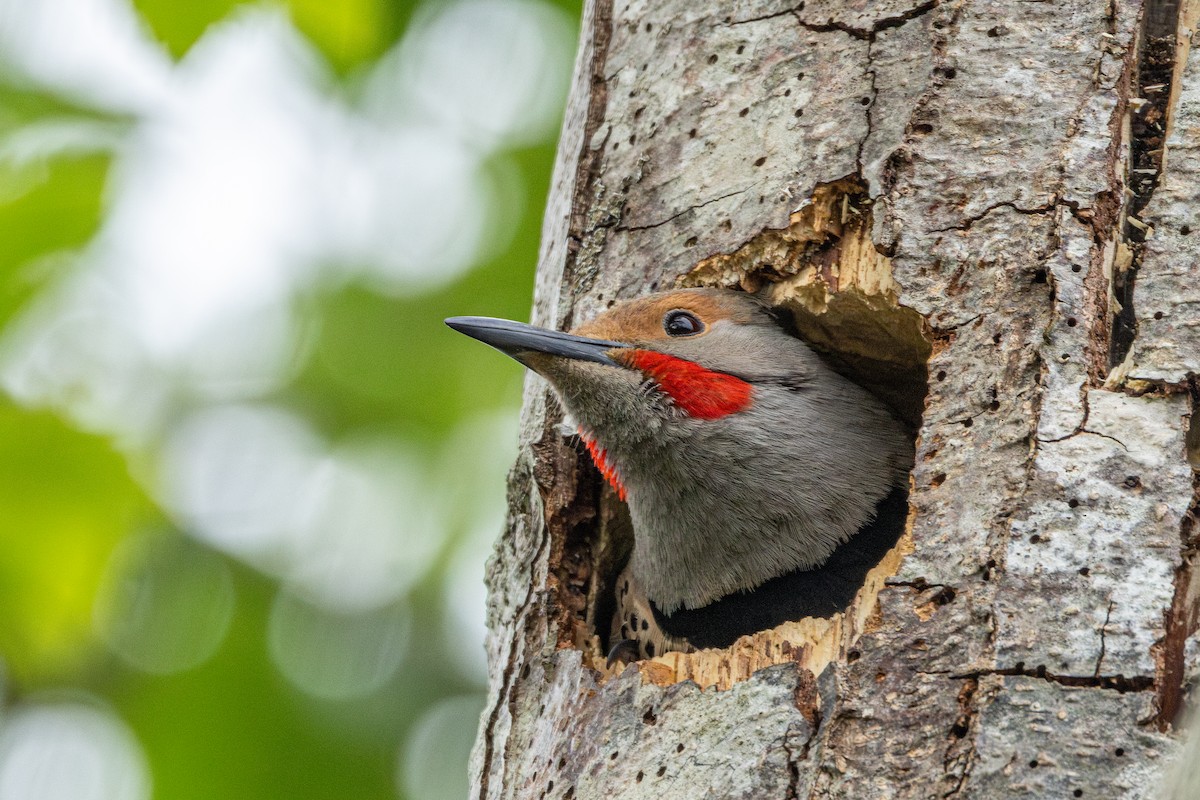 Northern Flicker - ML646487217