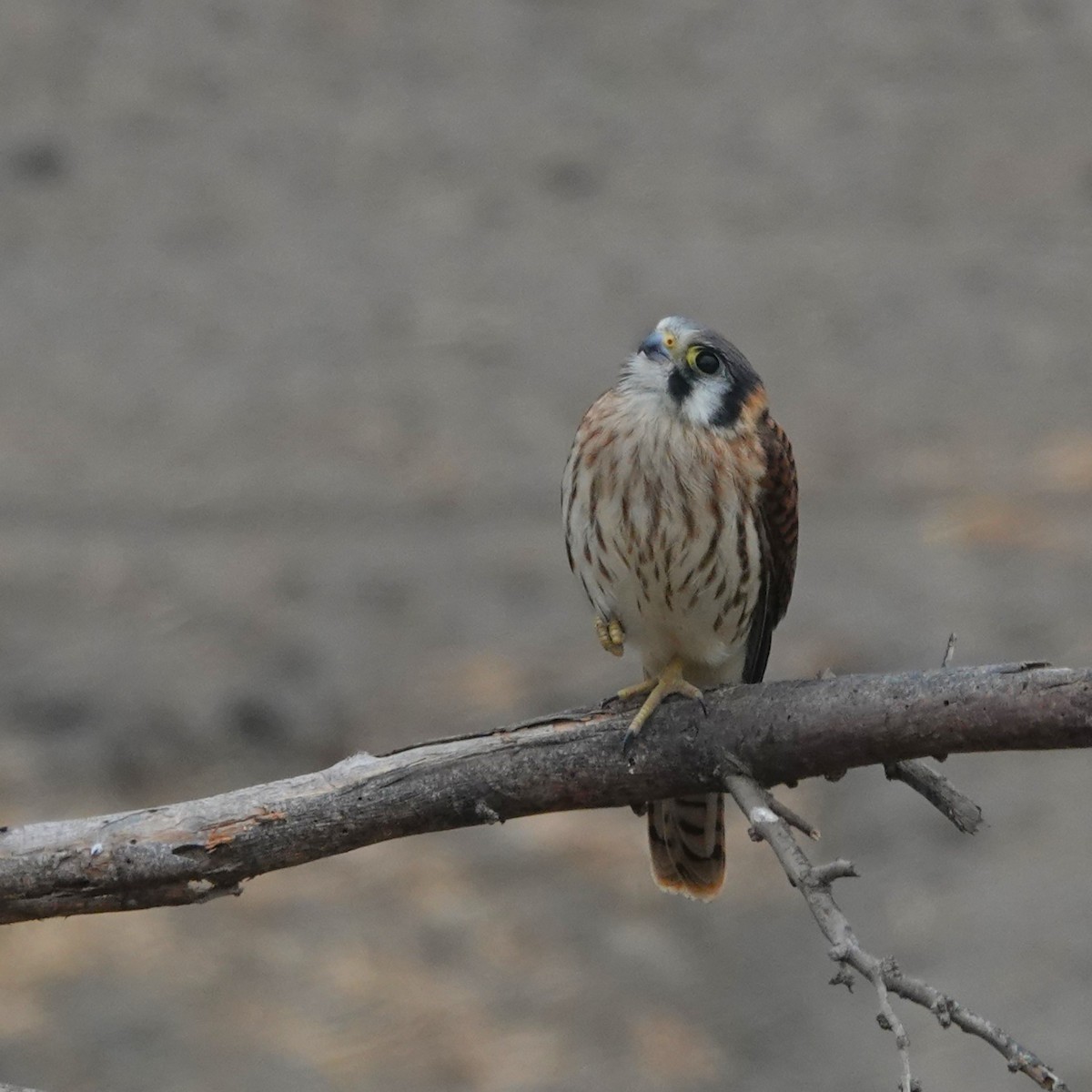 poštolka pestrá - ML646487218