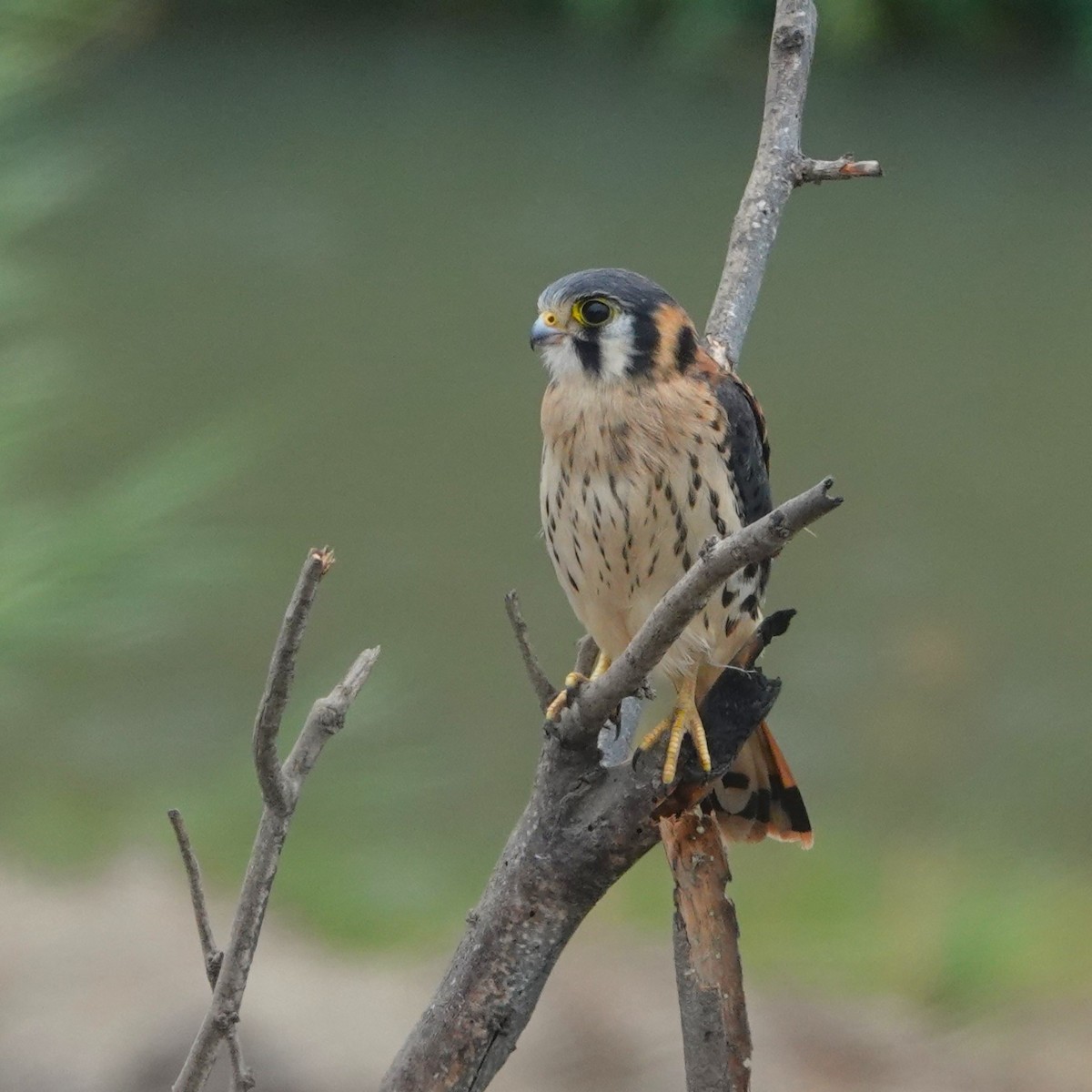 poštolka pestrá - ML646487219