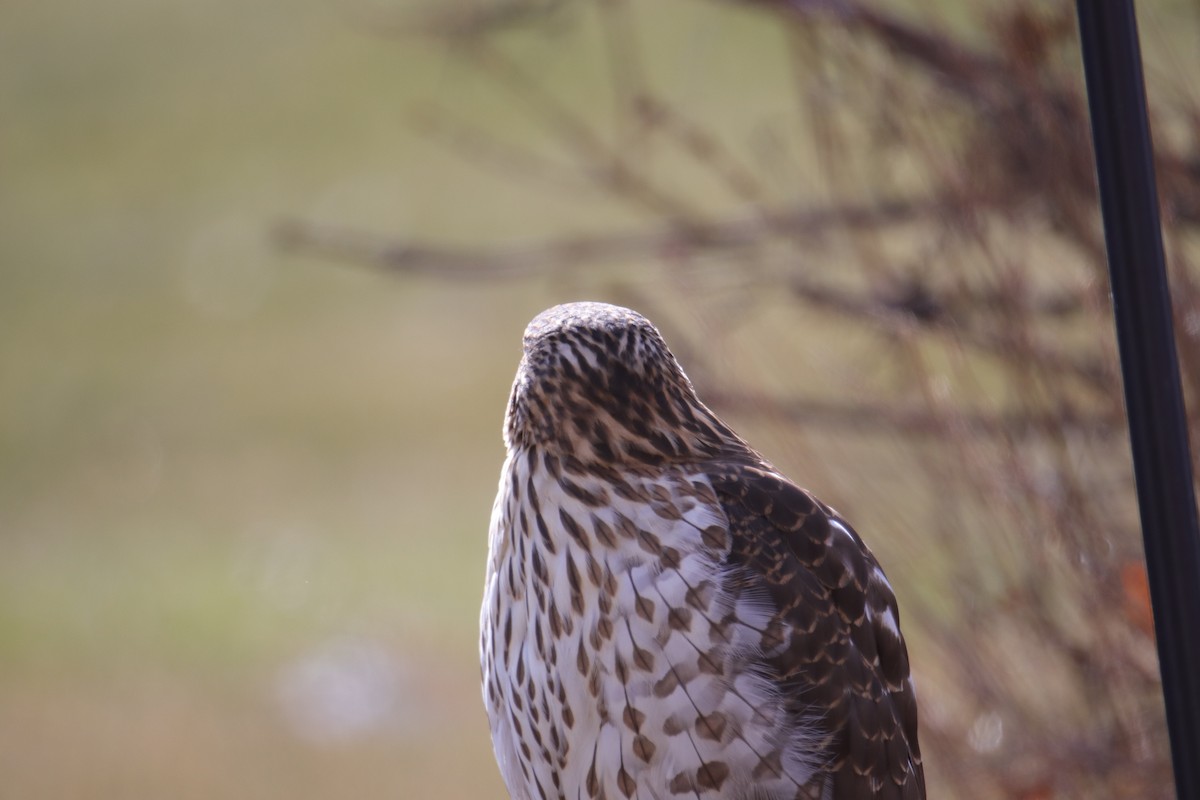 jestřáb americký - ML646487223