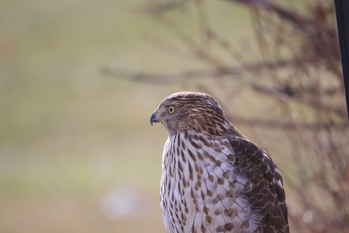 jestřáb americký - ML646487228