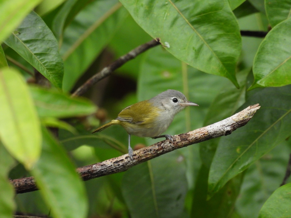 Lesser Greenlet - ML646487230