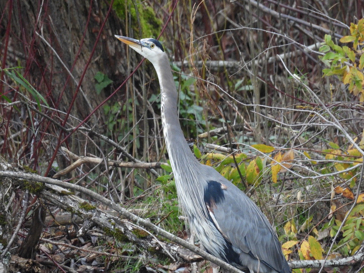 Great Blue Heron - ML646487231