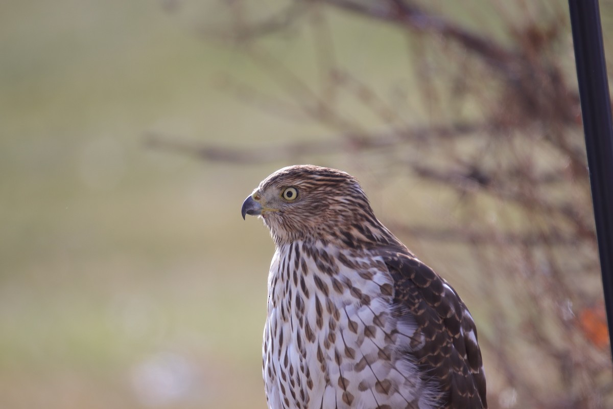 jestřáb americký - ML646487234