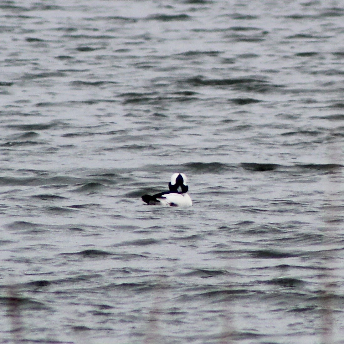 Bufflehead - ML646487236