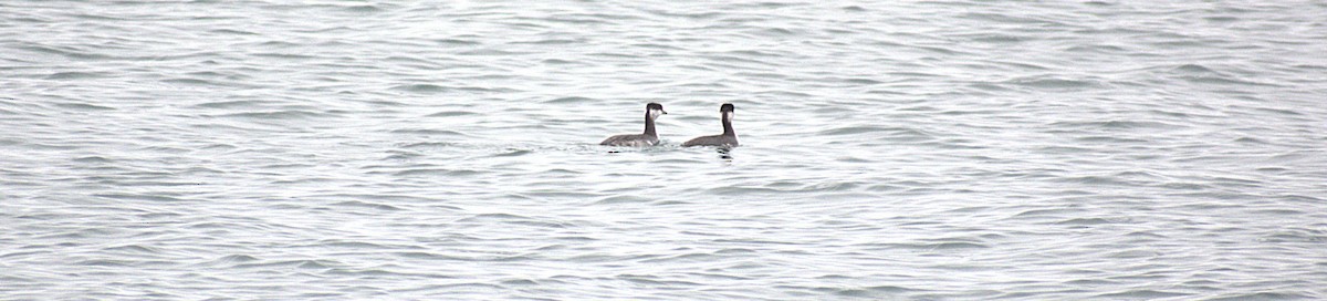 Kulaklı Batağan - ML646487237