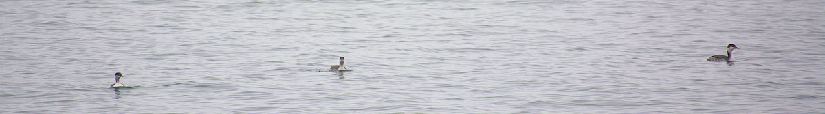 Kulaklı Batağan - ML646487238