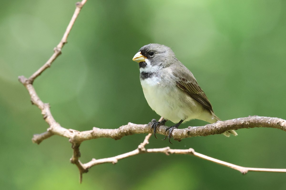 Double-collared Seedeater - ML646487240