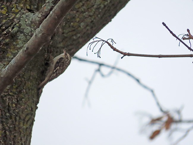 Brown Creeper - ML646487241