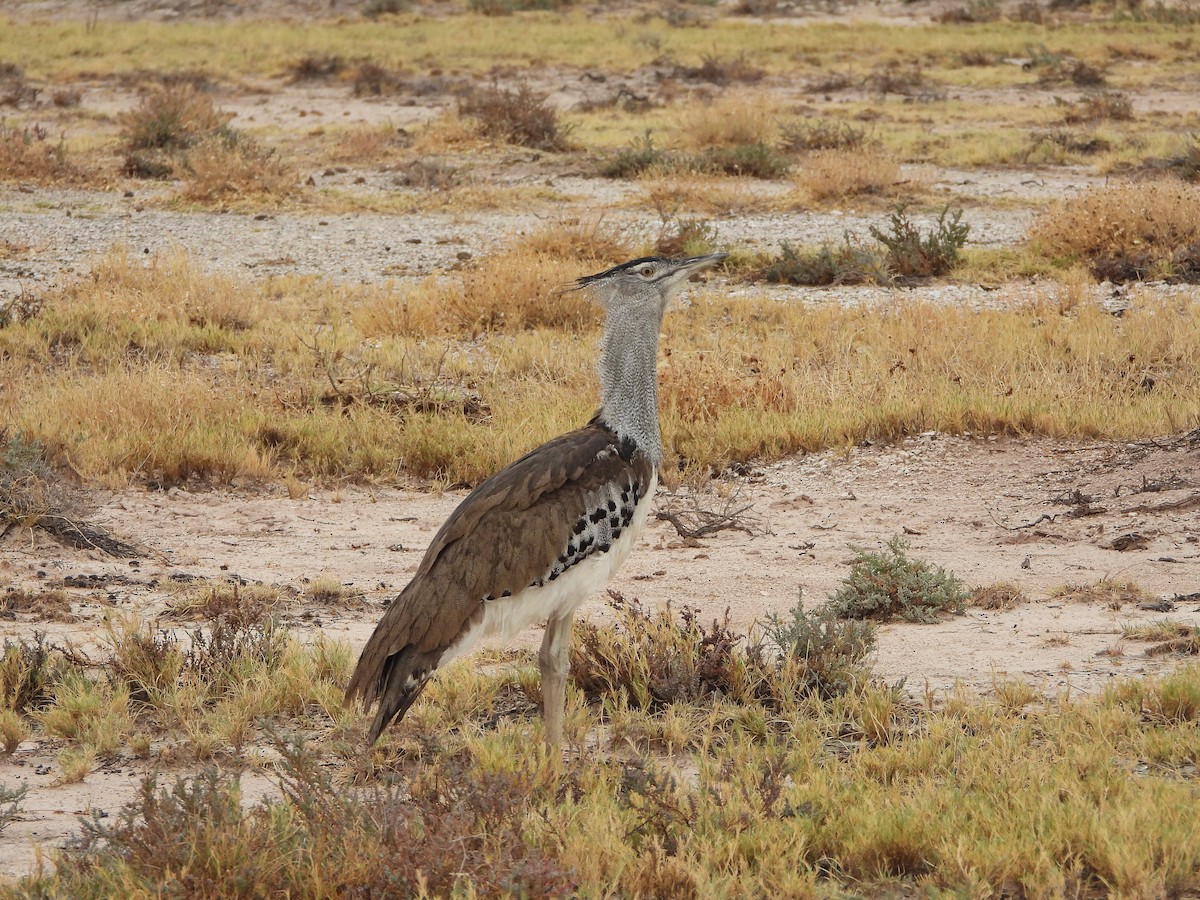 アフリカオオノガン - ML646487242