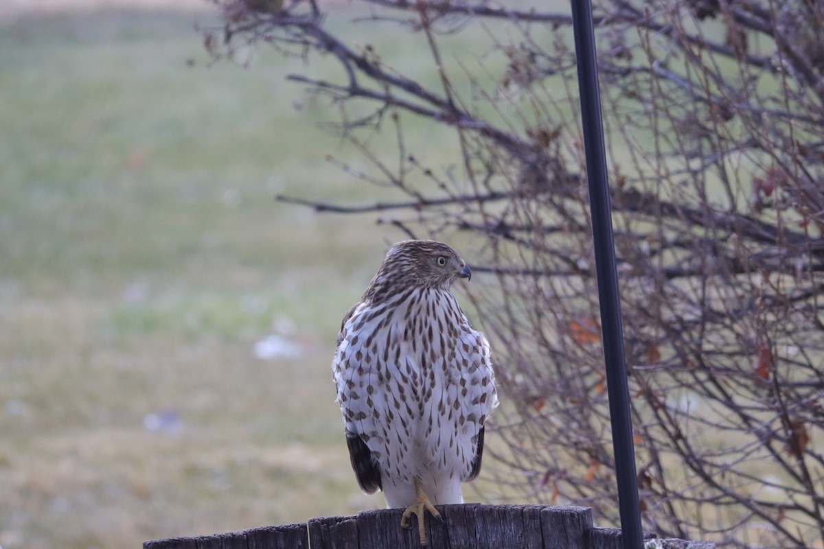 jestřáb americký - ML646487245